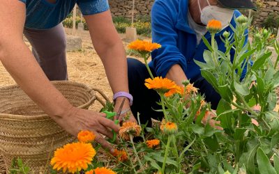 Implantación de un nuevo proyecto de envejecimiento activo y de calidad
